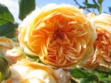 Princess Crown Margareta